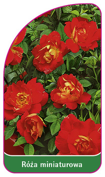 Róza miniaturowa