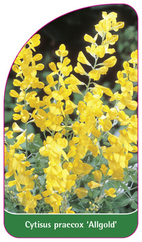 Cytisus praecox 'Allgold'