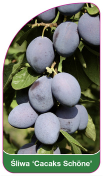 Śliwa 'Cacaks Schöne'