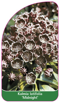 Kalmia latifolia 'Midnight'
