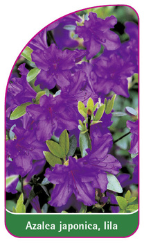 Azalea japonica, lila