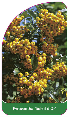 Pyracantha 'Soleil d'Or'