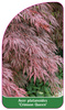 Acer platanoides 'Crimson Queen'