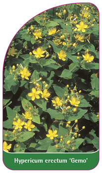 Hypericum erectum 'Gemo'