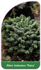 Abies balsamea 'Nana'