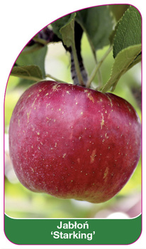 Jablon 'Starking'