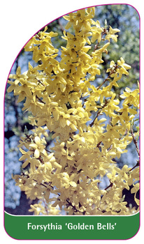 Forsythia 'Golden Bells'