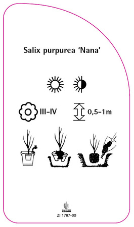 Salix purpurea 'Nana'