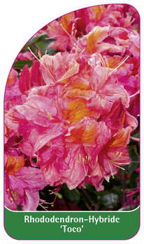 Rhododendron-Hybride 'Toco'