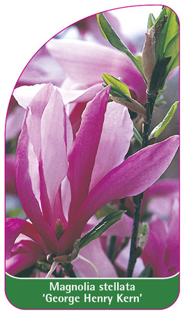 Magnolia stellata 'George Henry Kern'