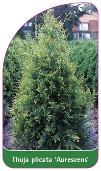 Thuja plicata 'Aurescens'