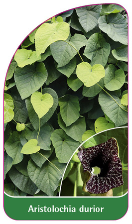 Aristolochia durior