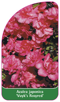 Azalea japonica 'Vuyk's Rosyred'