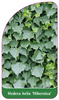 Hedera helix 'Hibernica'