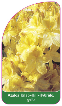 Azalea Knap-Hill-Hybride, gelb