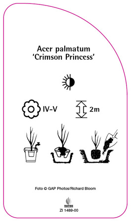Acer palmatum 'Crimson Princess'