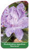 Rhododendron impeditum 'Moerheim'