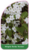 Weigela florida 'Heroine'