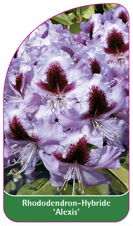 Rhododendron-Hybride 'Alexis'