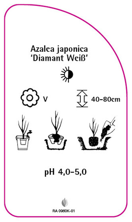 Azalea japonica 'Diamant Weiß'