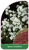 Spiraea betulifolia