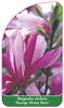 Magnolia stellata 'George Henry Kern'