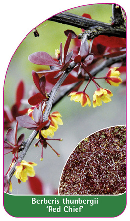 Berberis thunbergii "Red Chief