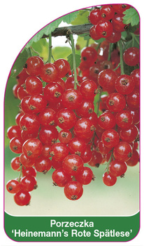 Porzeczka 'Heinemann's Rote Spätlese'