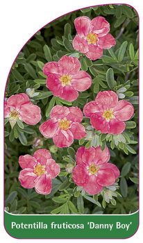 Potentilla fruticosa 'Danny Boy'