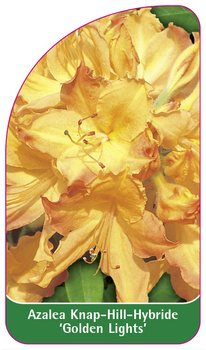 Azalea Knap-Hill-Hybride 'Golden Lights'
