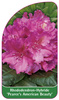 Rhododendron-Hybride 'Pearce's American Beauty'