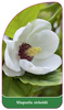 Magnolia sieboldii