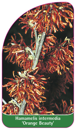 Hamamelis intermedia 'Orange Beauty'