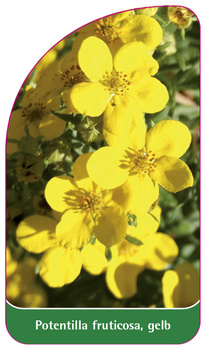 Potentilla fruticosa, gelb