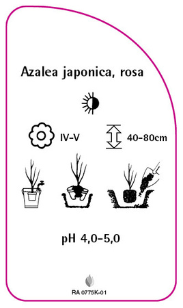 Azalea japonica, rosa