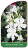 Nerium oleander, weiß