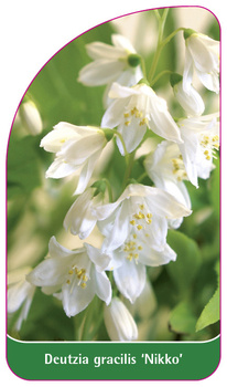 Deutzia gracilis 'Nikko'