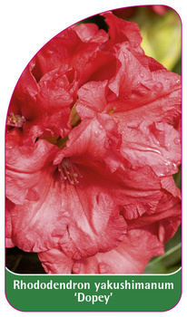 Rhododendron yakushimanum 'Dopey'