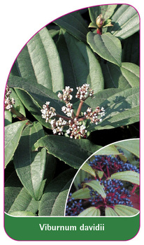 Viburnum davidii