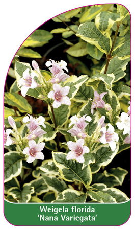 Weigela florida 'Nana Variegata'