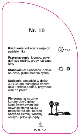 Róza pienna Nr. 10