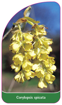 Corylopsis spicata