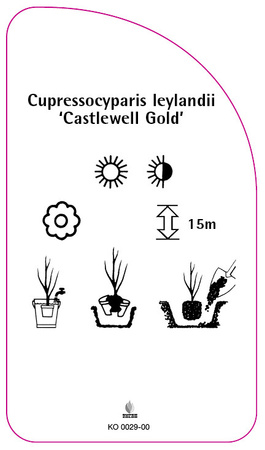 Cupressocyparis leylandii 'Castlewell Gold'