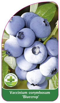 Vaccinium corymbosum 'Bluecrop'