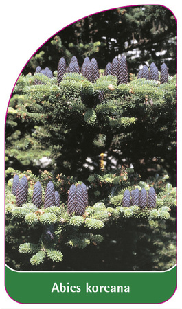 Abies koreana