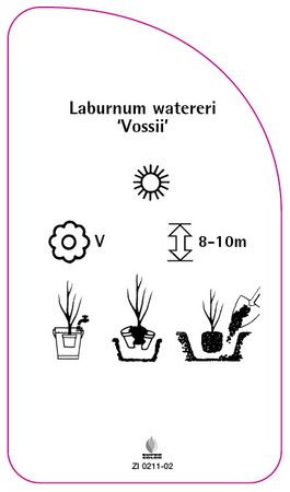 Laburnum watereri 'Vossii'