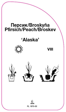 Brzoskwinia 'Alaska'