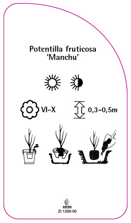 Potentilla fruticosa 'Manchu',