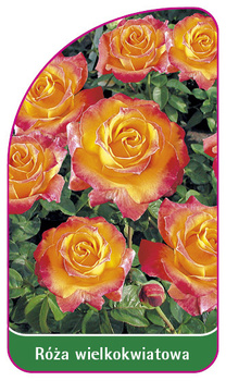 Róza wielkokwiatowa Nr. 258 A