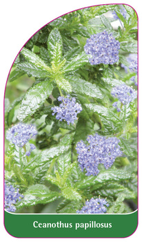 Ceanothus papillosus